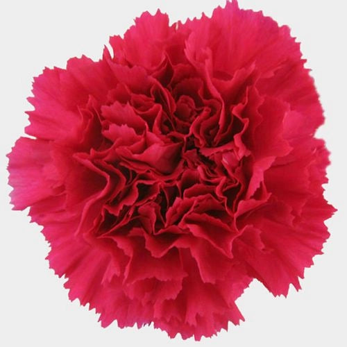 Carnations (24 Stems)