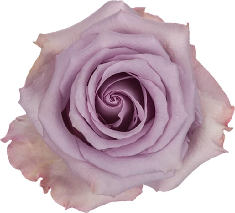 Lavender Roses (25 Stems)