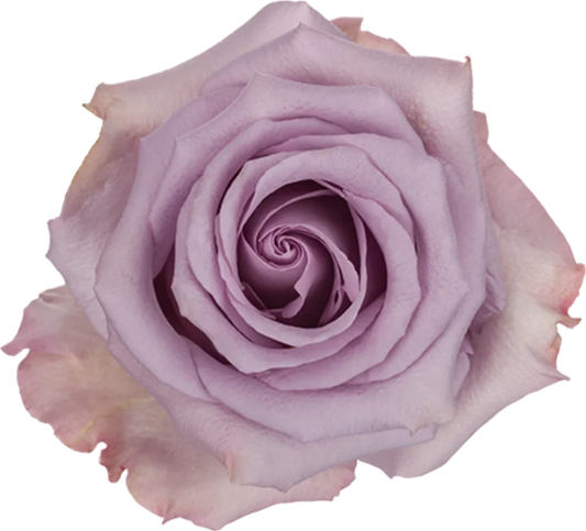 Lavender Roses (25 Stems)