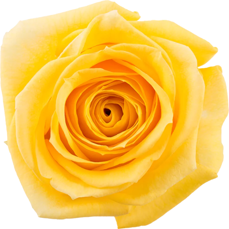 Yellow Roses (25 Stems)