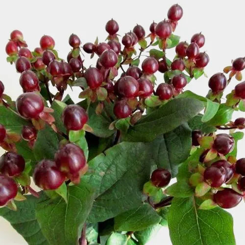 Hypericum Berries (10 Stems)