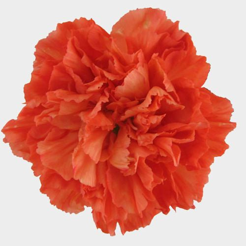 Carnations (24 Stems)