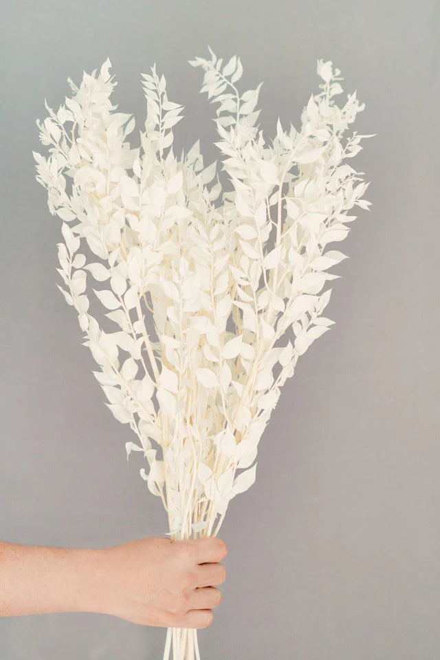 Premium White Italian Ruscus // Long Stem Dried Flower //Preserved and –