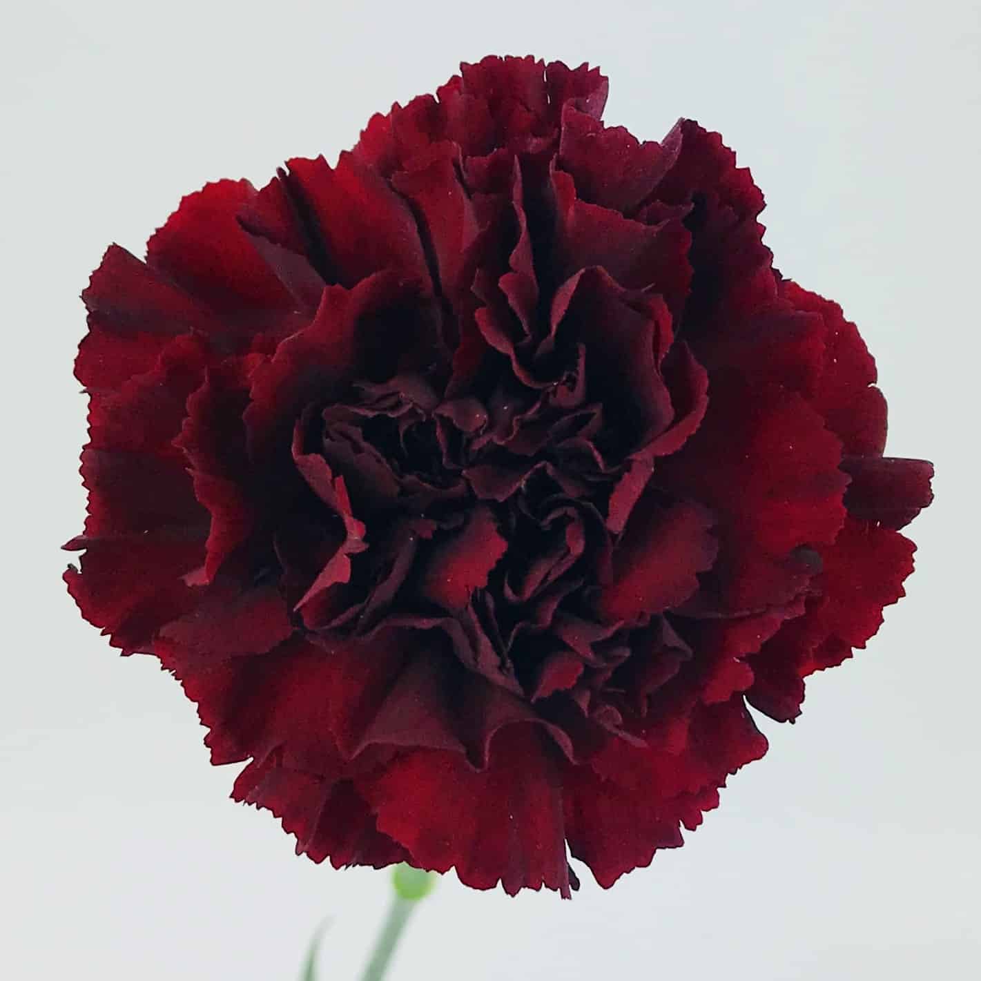 Carnations (24 Stems)