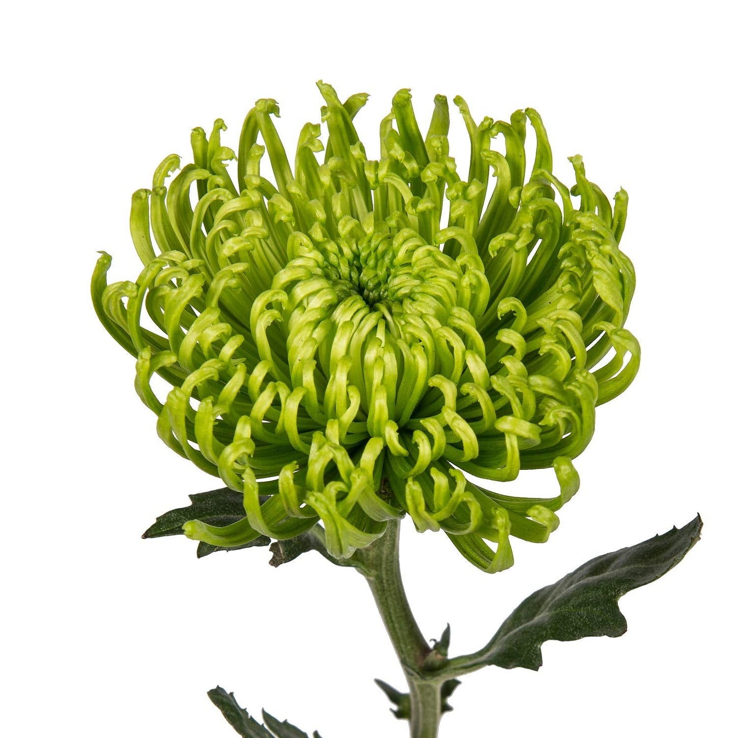 Spider Mums (10 Stems) Growers Direct Flowers