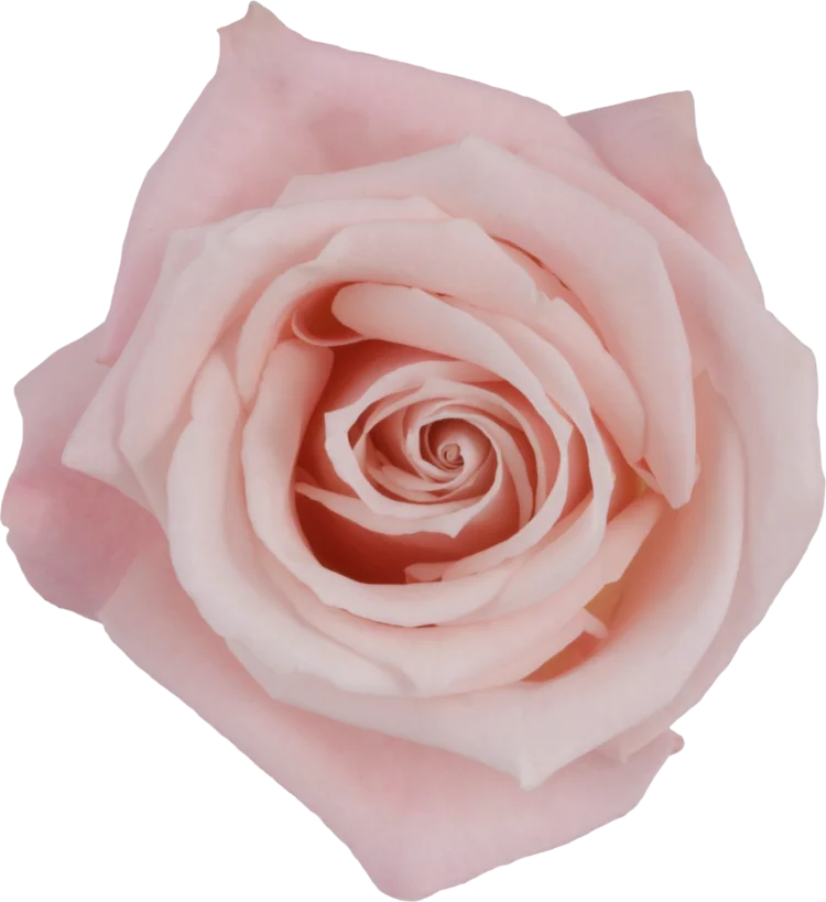 Light Pink Roses (25 Stems)