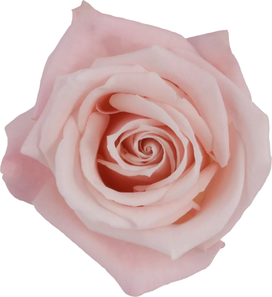 Light Pink Roses (25 Stems)