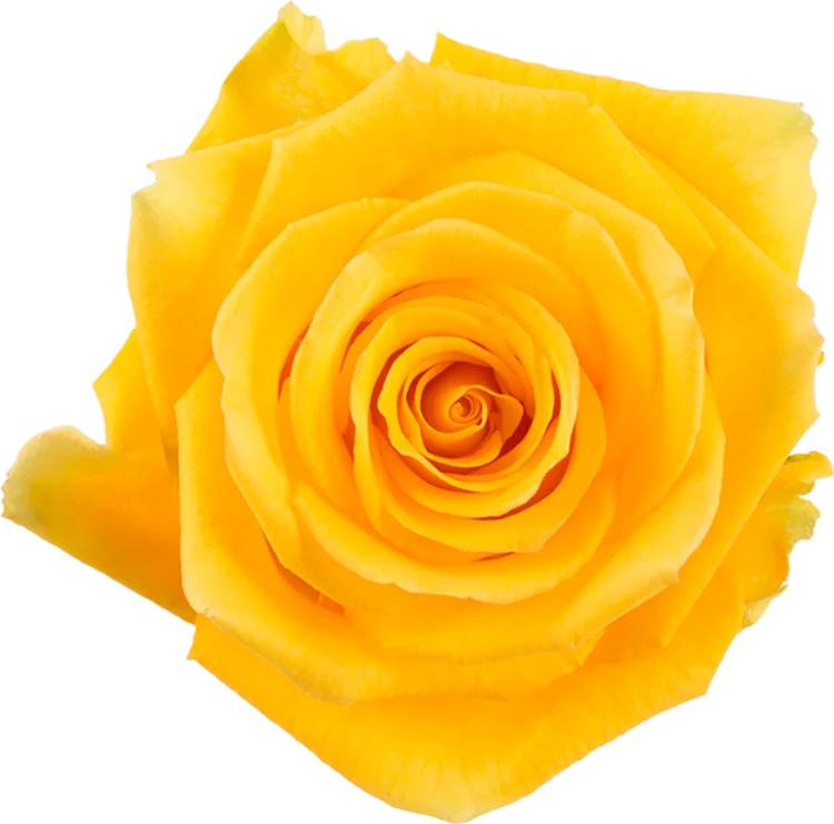 Yellow Roses (25 Stems)