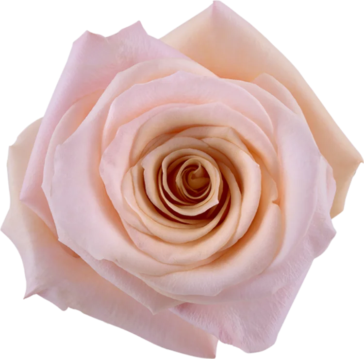 Northlight 26 Real Touch Light Pink Rose Stems 6ct