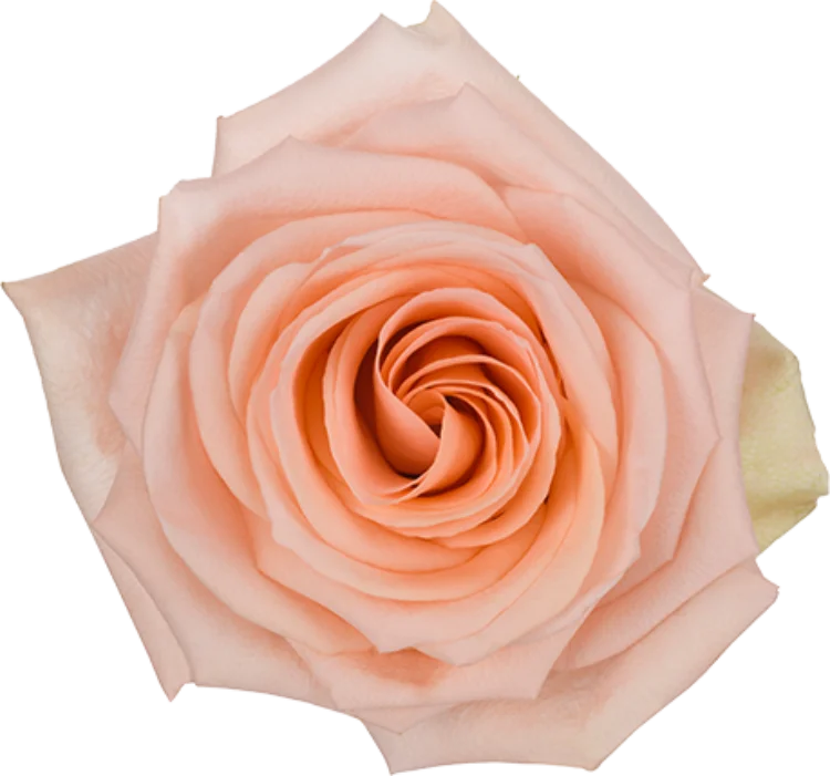 Peach Roses (25 Stems)