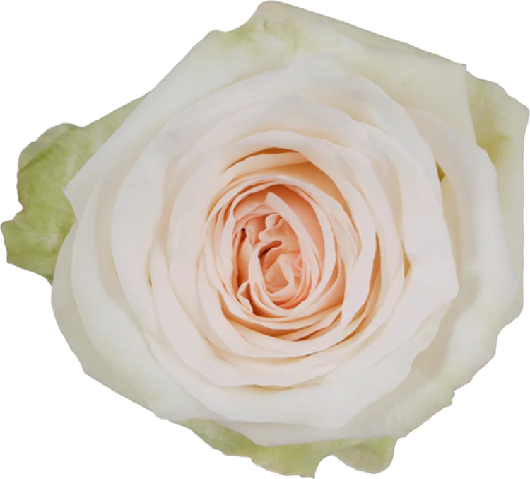 White Roses (25 stems)