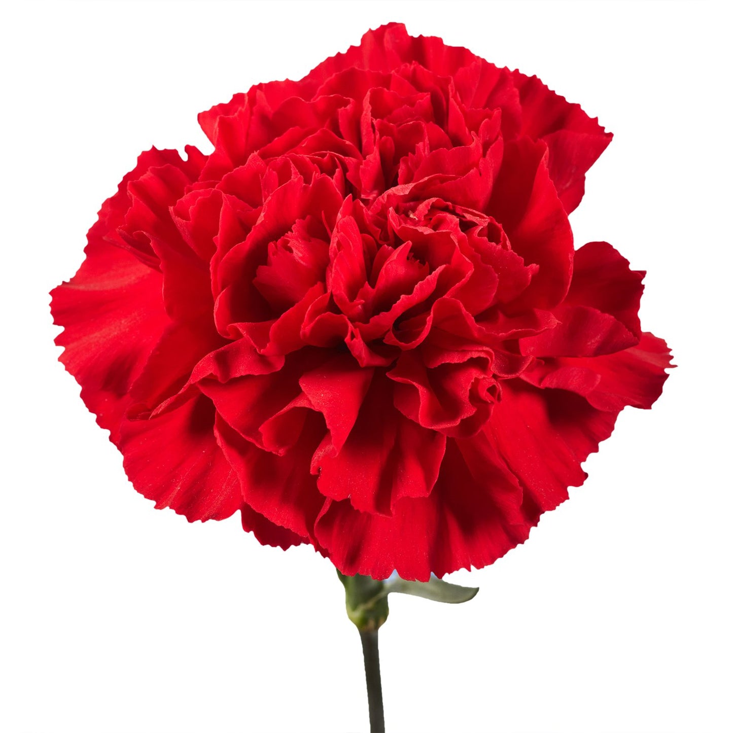 Carnations (24 Stems)