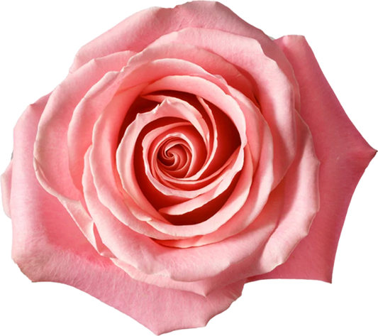 Medium Pink Roses (25 Stems)