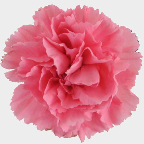 Carnations (24 Stems)