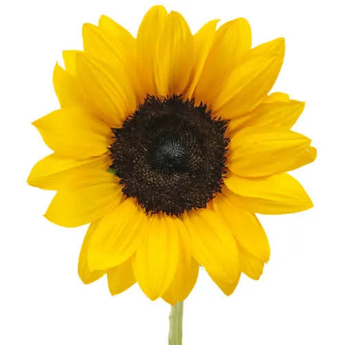Sunflowers (5 Stems)