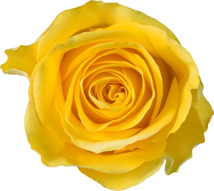 Yellow Roses (25 Stems)