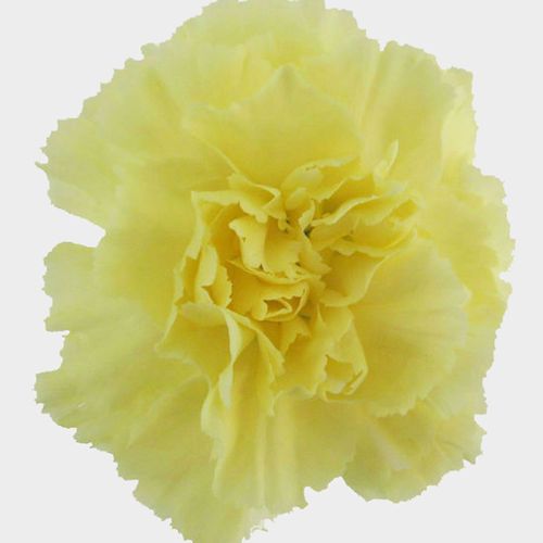 Carnations (24 Stems)