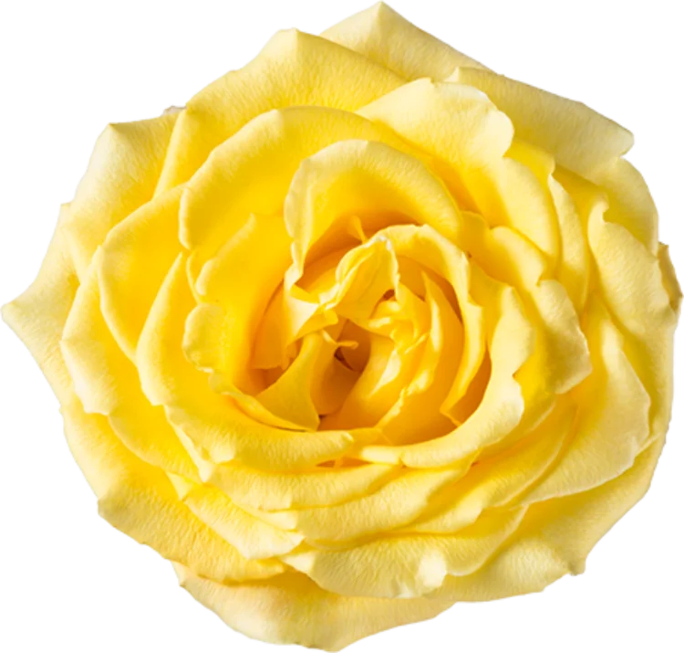 Yellow Roses (25 Stems)