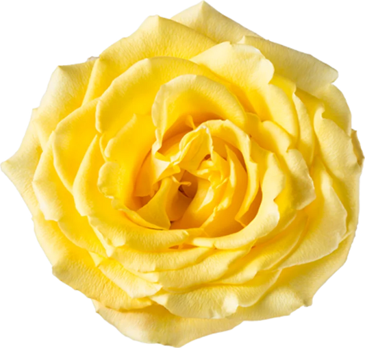 Yellow Roses (25 Stems)