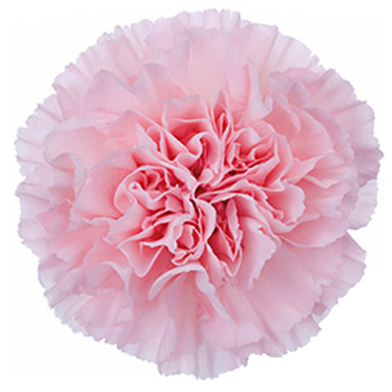 Carnations (24 Stems)