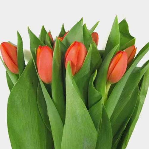 Tulips bunch (10 stems)