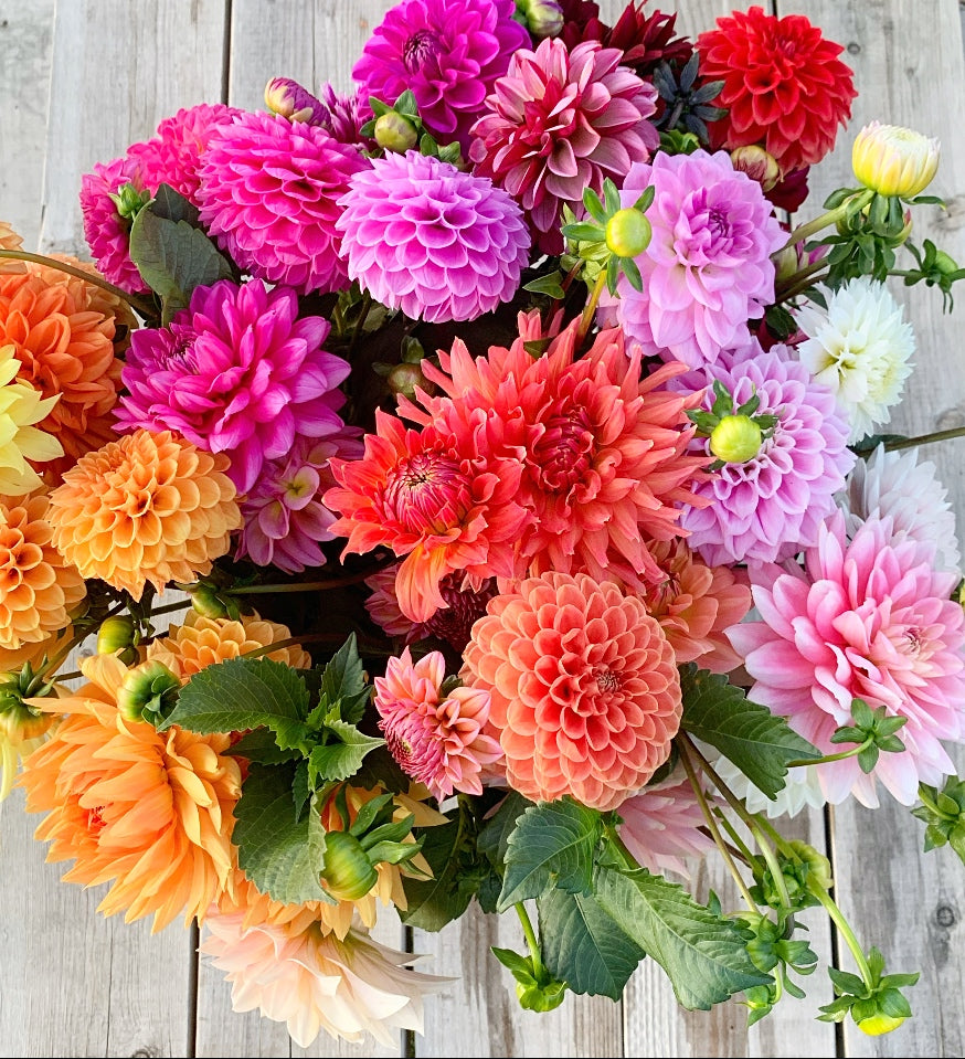 Dahlias Bunch