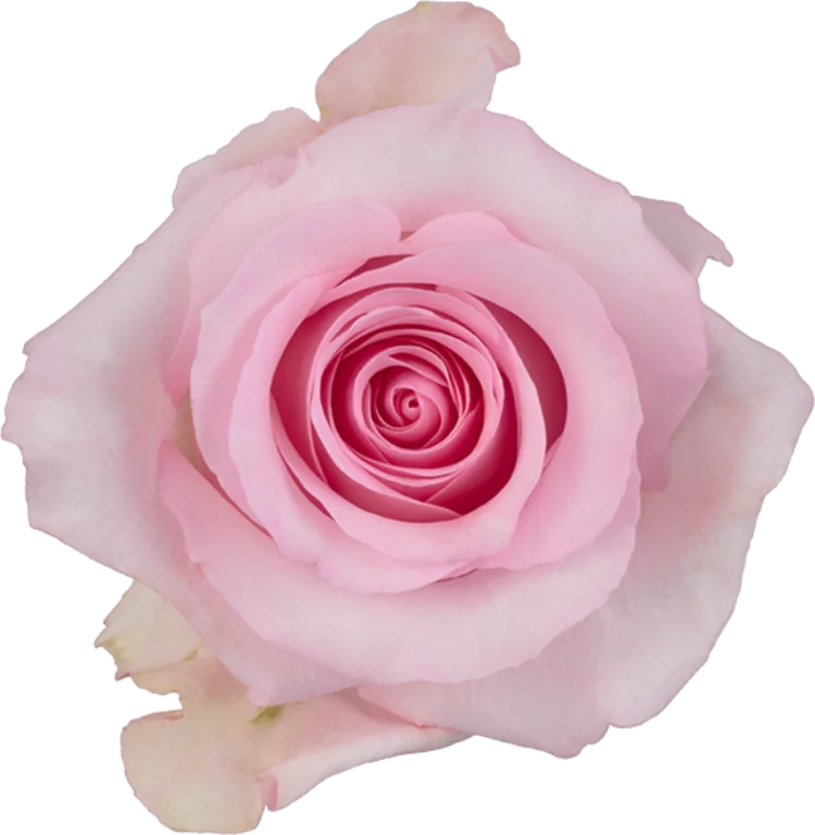 Light Pink Roses (25 Stems) – Growers Direct Flowers