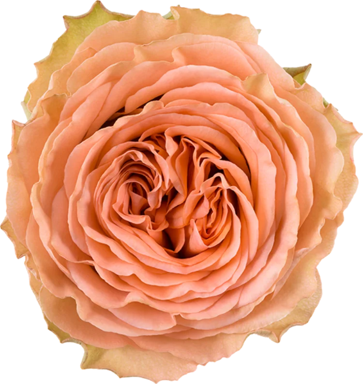 Peach Roses (25 Stems)