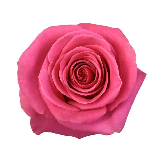 Hot Pink Roses (25 stems)