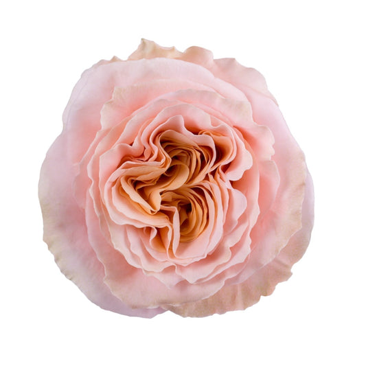 Peach Roses (25 Stems)